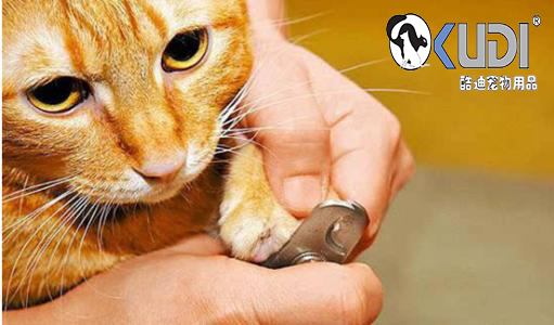 如何给猫咪剪指甲？