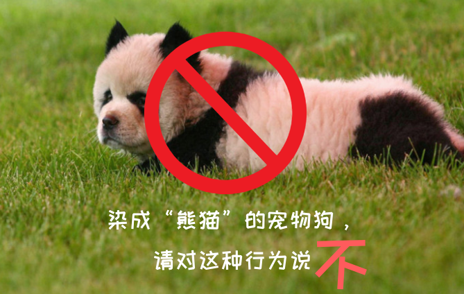 酷迪宠物用品|染成“熊猫”的宠物狗，请对这种行为说不