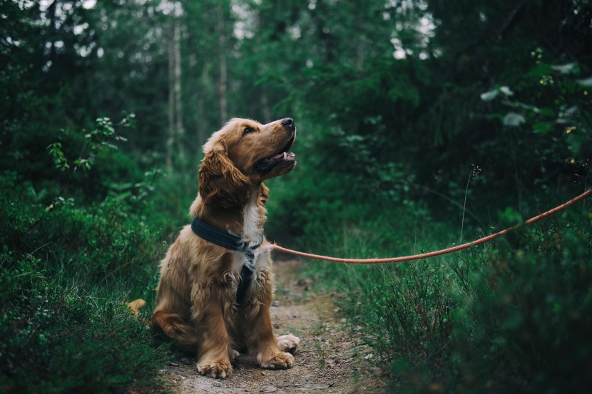 酷迪宠物用品|出门必带牵引绳！狂犬病知识扫盲区