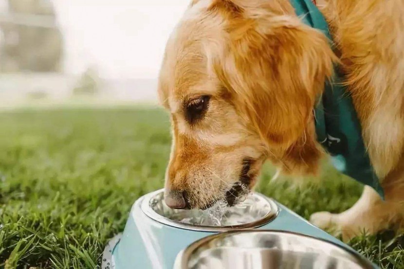 酷迪宠物用品|狗狗喝水事宜有哪些注意点呢？