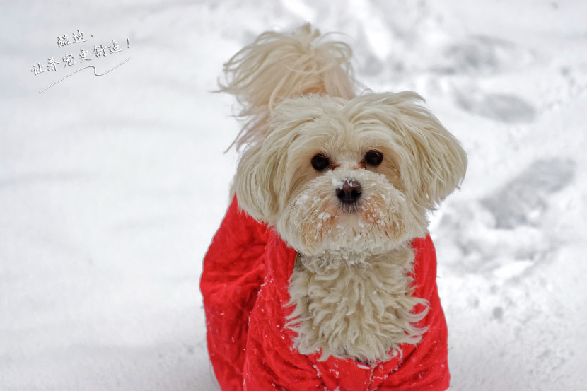 酷迪宠物用品|冬季宠物保暖需要注意些什么呢？