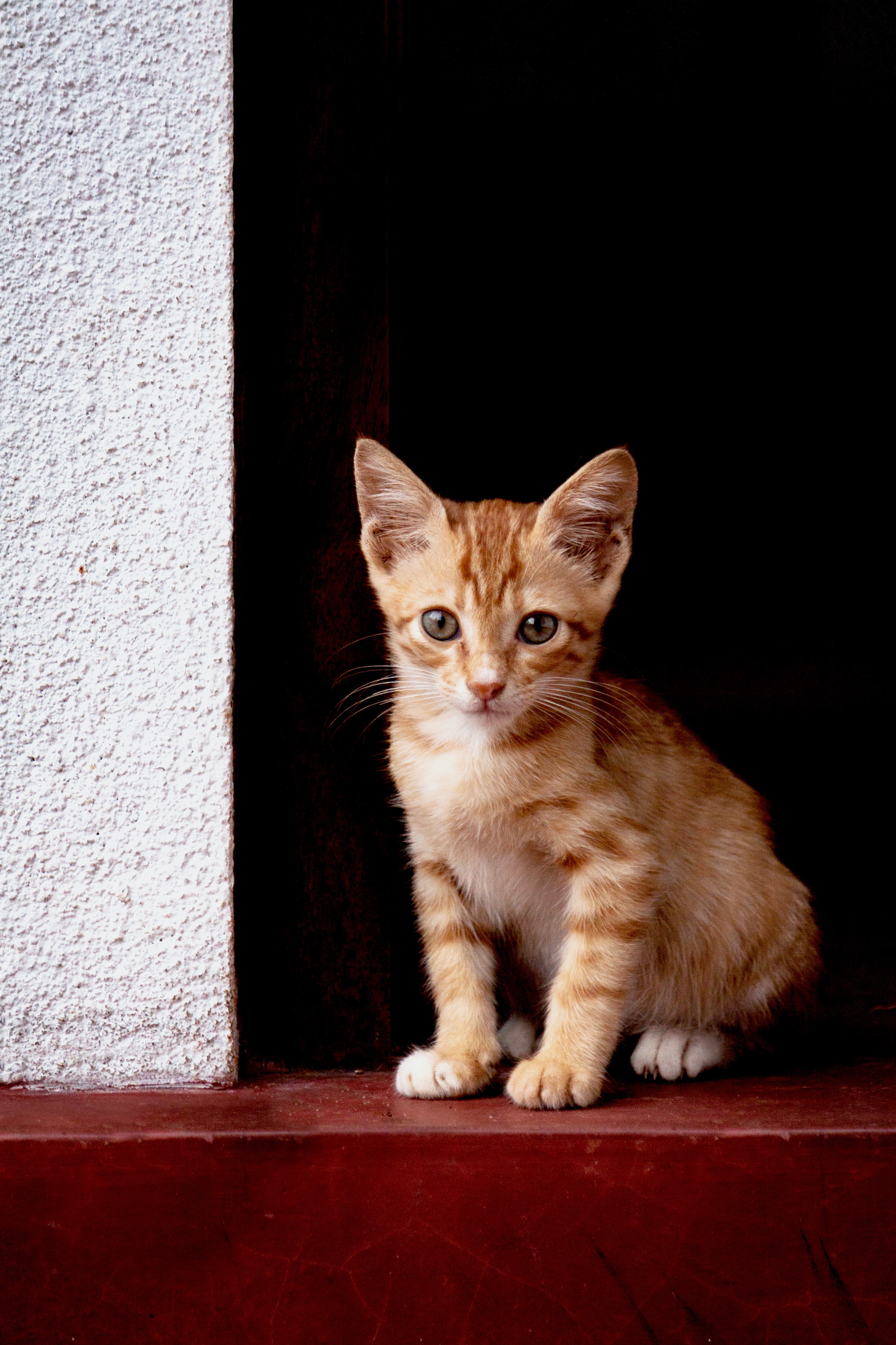 酷迪宠物用品|那只被遗弃的小奶猫竟然成了“部长”？！