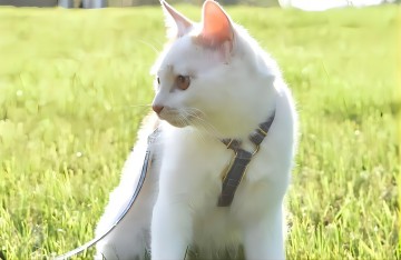 怎么给猫咪穿戴宠物牵引绳？