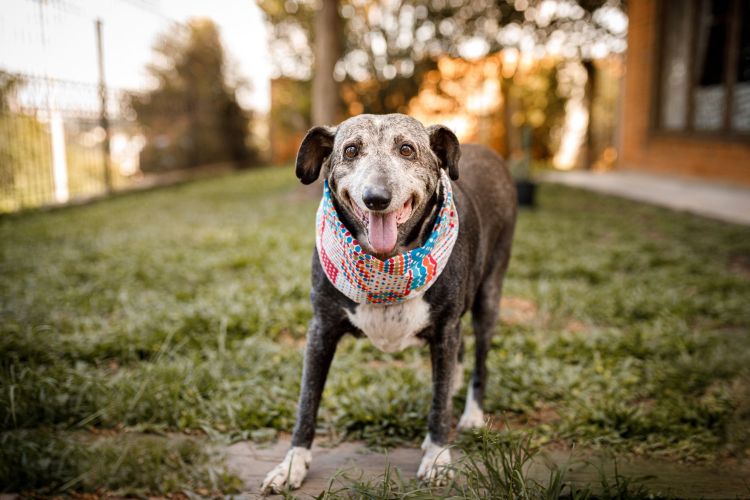 old dog1.jpg