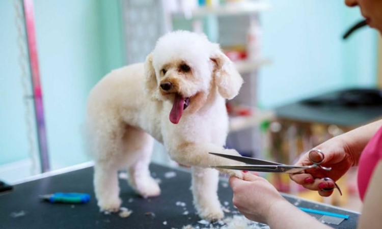 dog groomer2.jpg