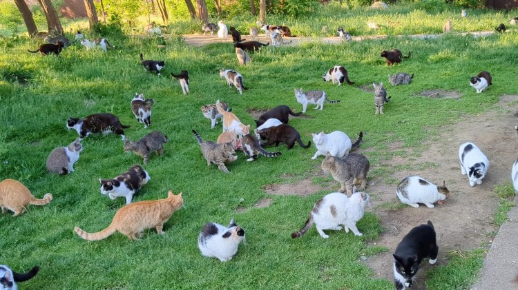 many Cat Sanctuary in Romania.jpg