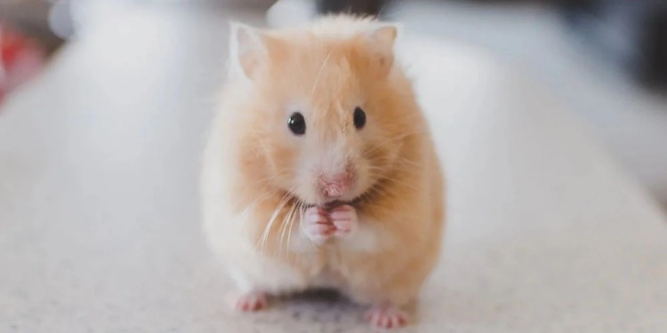 hamster.jpg